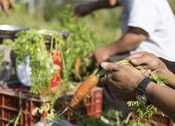 Les actualités des Amis du Jardin