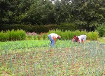 Les jardins partagés collectifs