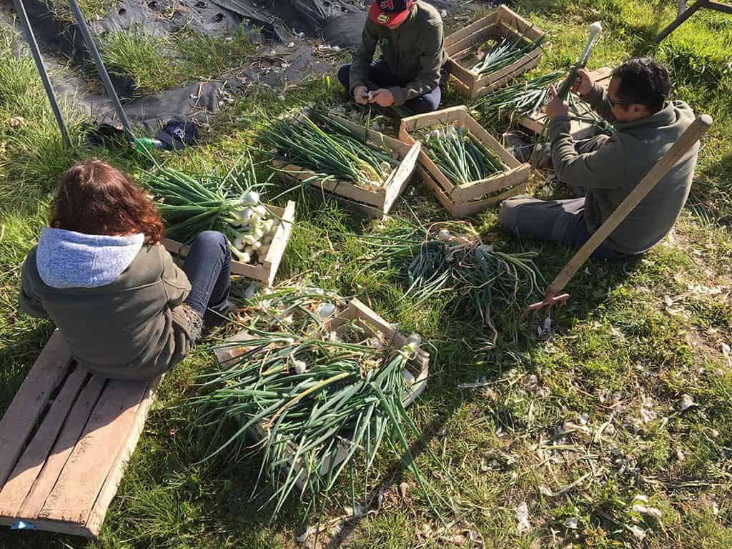 Association Les Amis du Jardin : Projet social